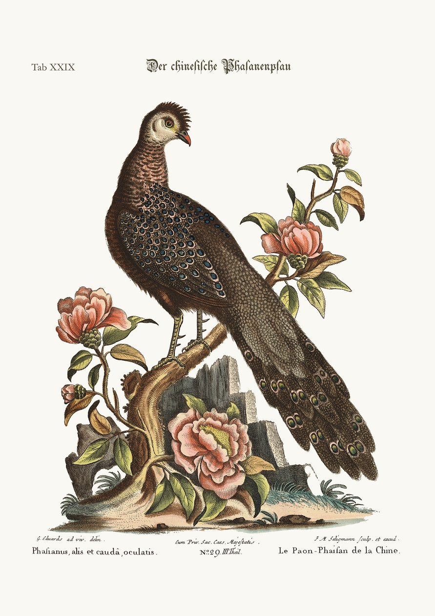 Påfuglfasanen fra Kina, 1749-73 av George Edwards