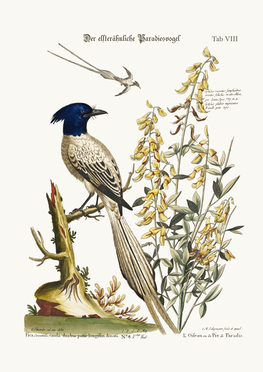 The Pyed Bird of Paradise, 1749-73 av George Edwards