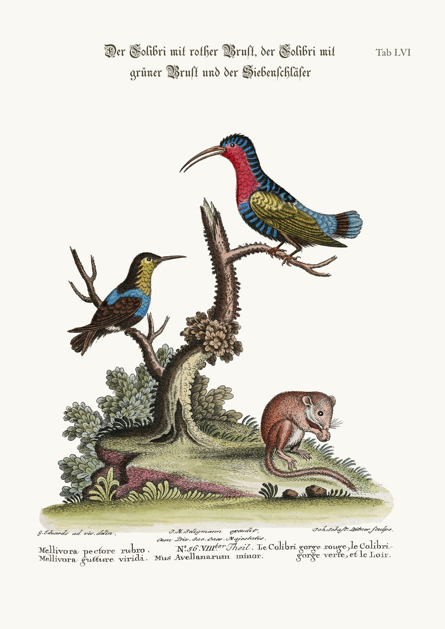 Rødbrystet kolibri, grønnstrupe kolibri og høvlemus, 1749-73 av George Edwards