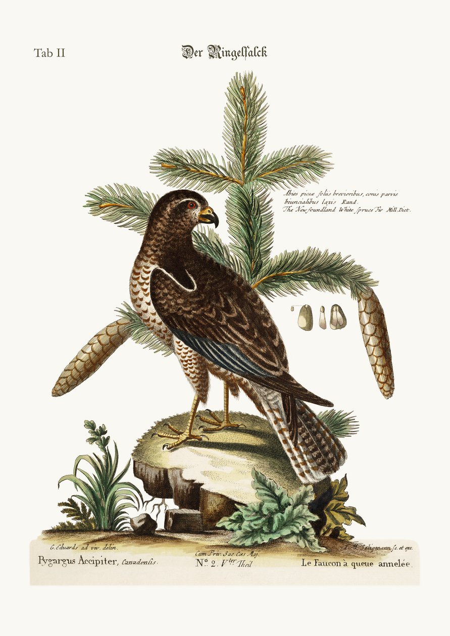 The Ring-tailed Hawk, 1749-73 av George Edwards