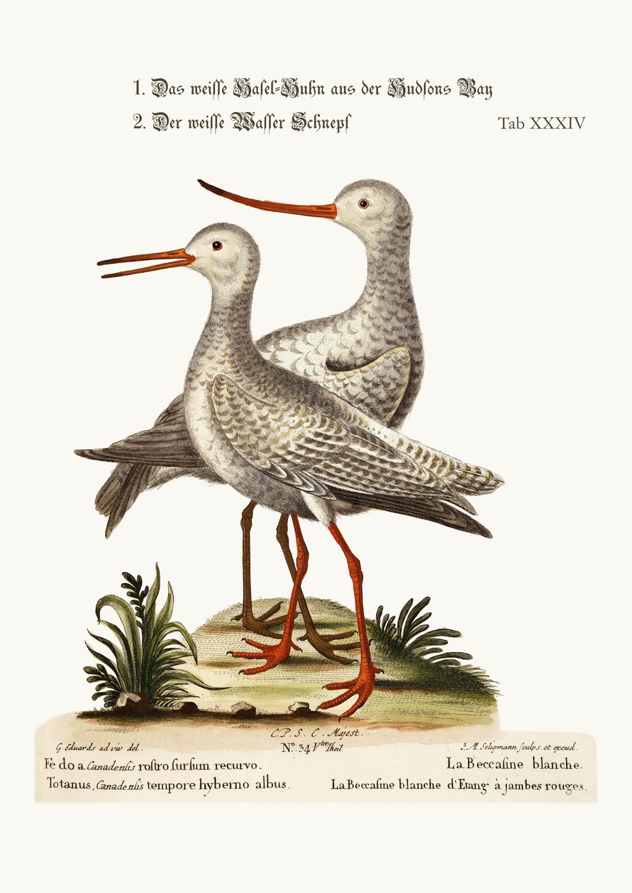 The White Godwit fra Hudson's Bay. Den hvite rødbenken eller bassengsnipen, 1749-73 av George Edwards