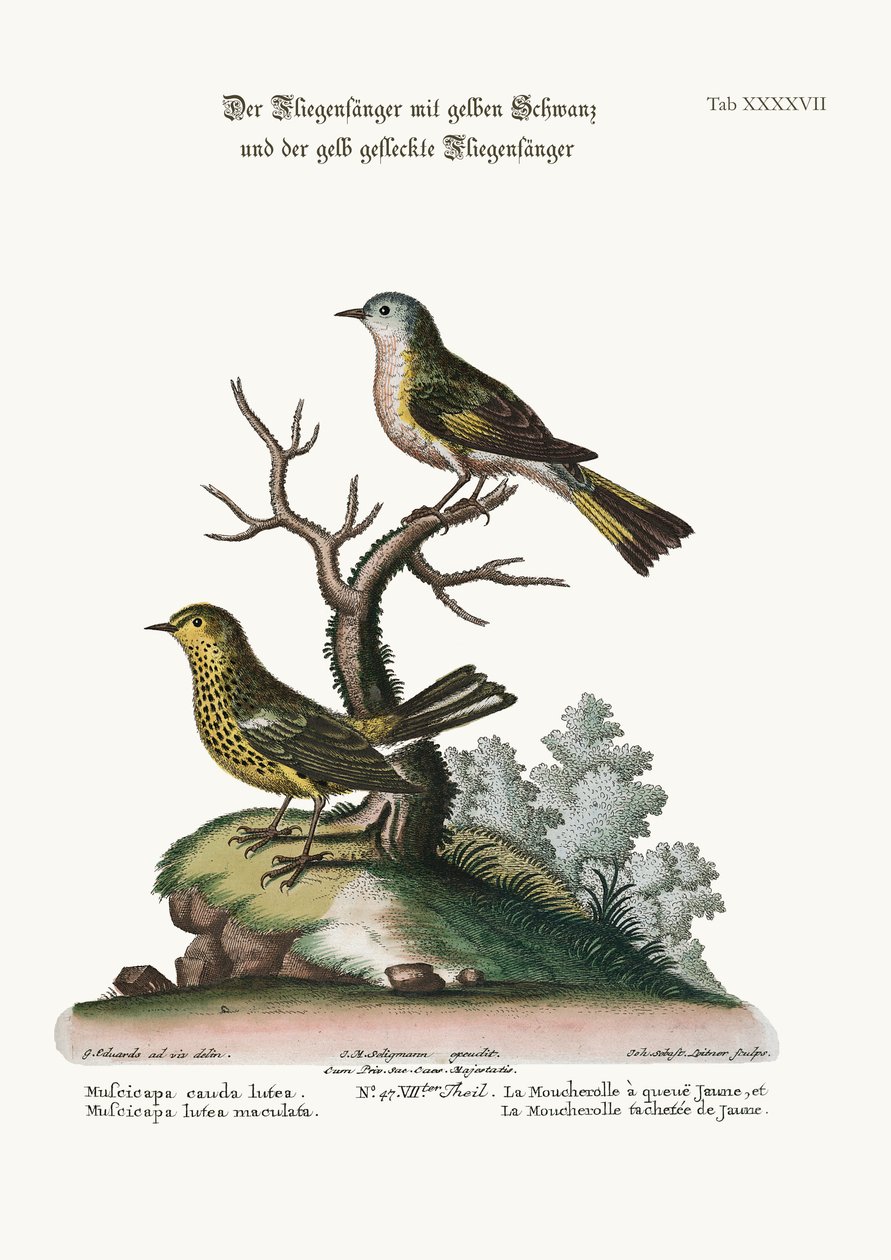 Gulhalefluesnapperen, og flekket gulfluesnapper, 1749-73 av George Edwards