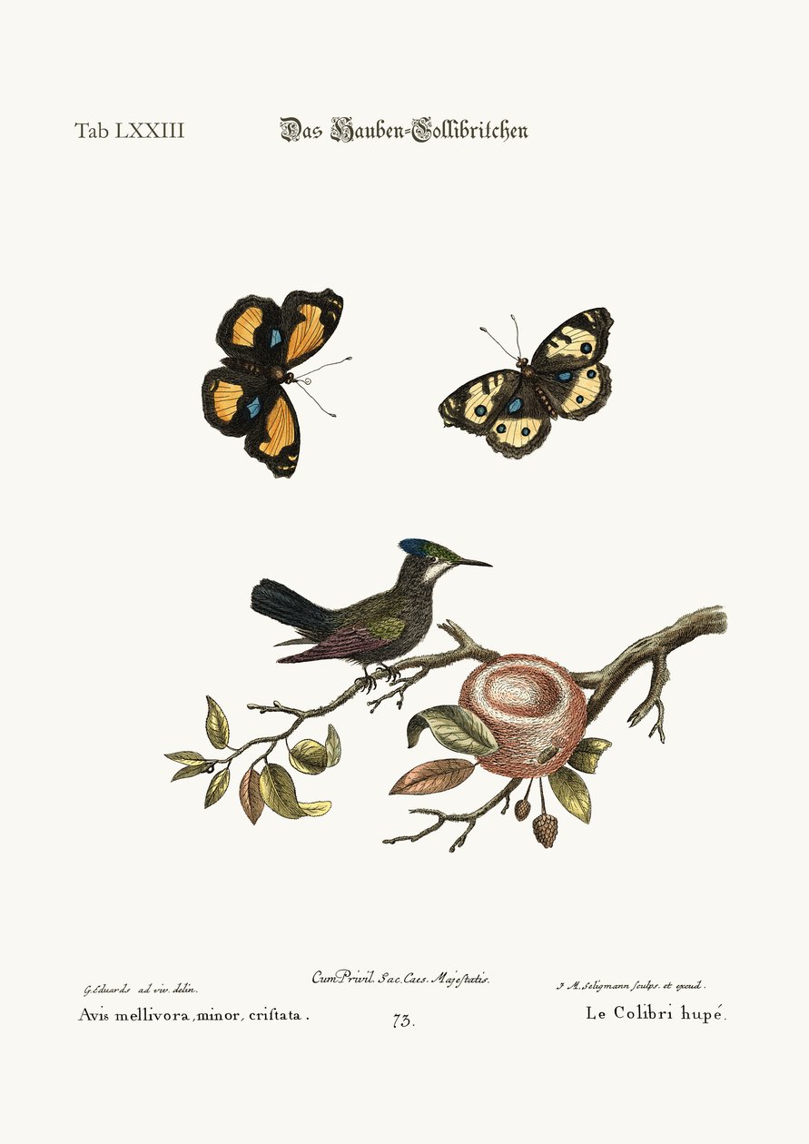The crested Hummingbird, 1749-73 av George Edwards