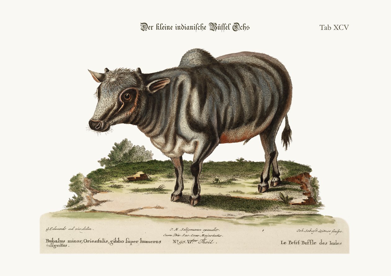 Den lille indiske bøffelen, 1749-73 av George Edwards