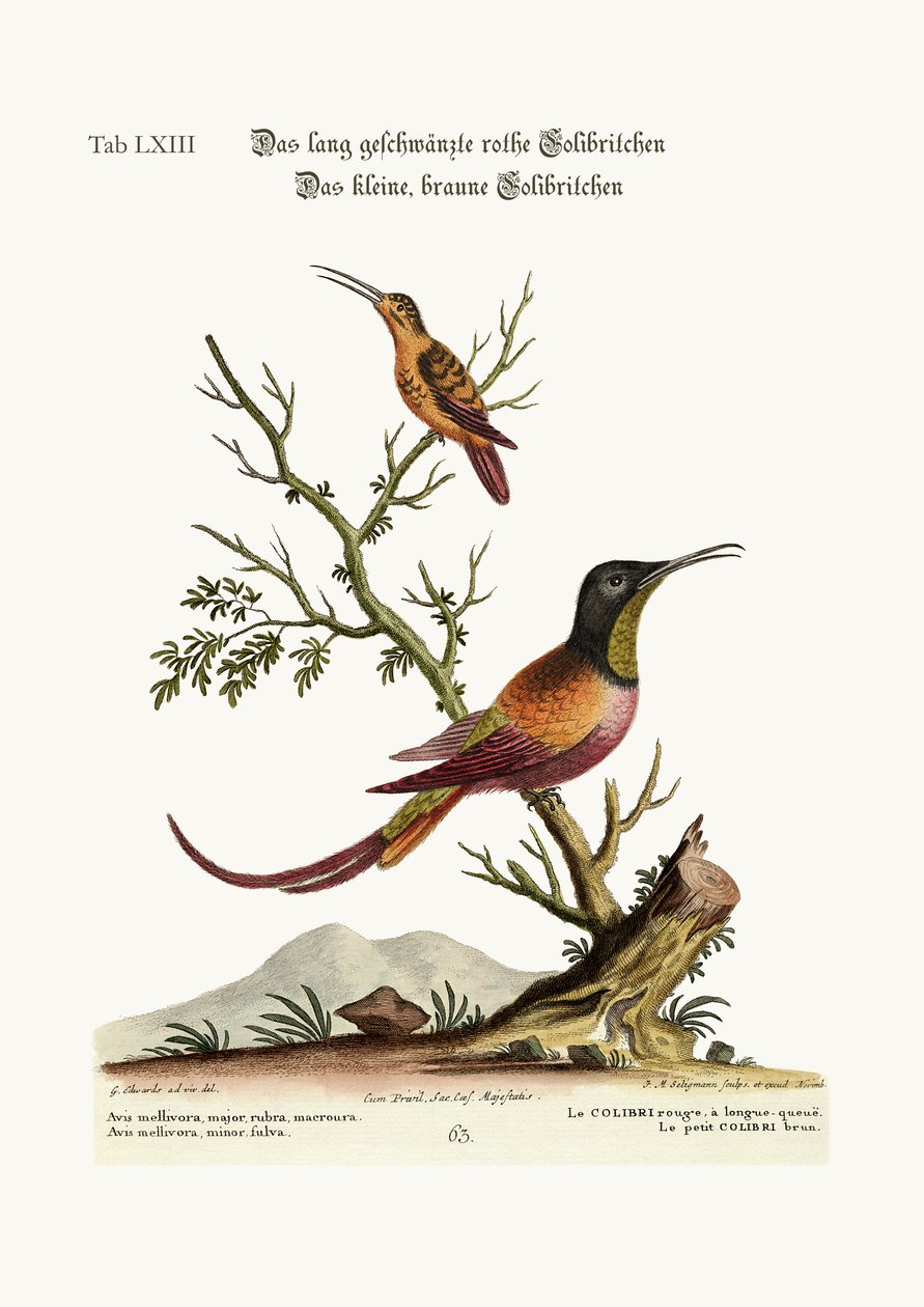 Den langhalede røde kolibrien. Den lille brune kolibri, 1749-73 av George Edwards