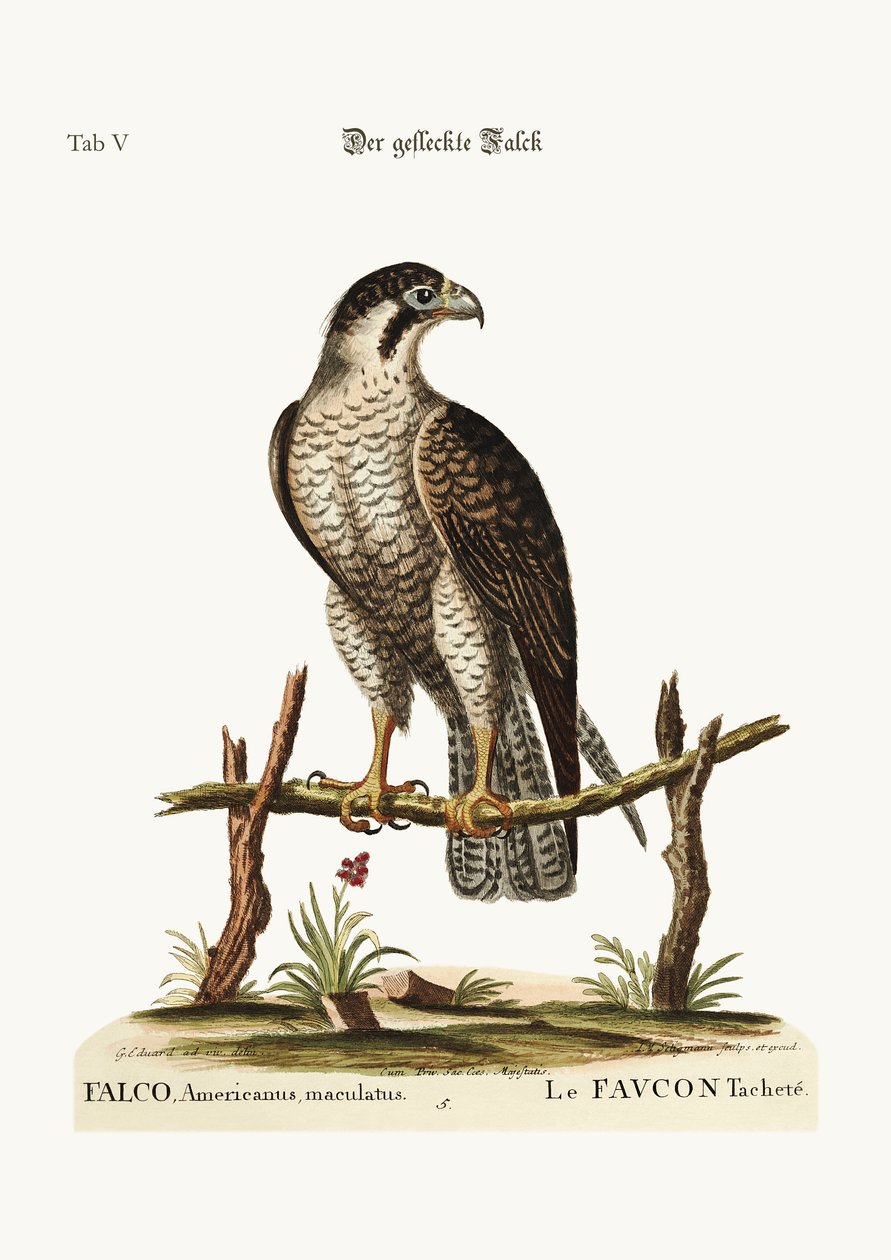 The spotted Hawk or Falcon, 1749-73 av George Edwards