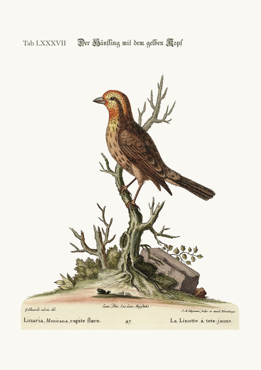 Den gulhodede Linnet, 1749-73 av George Edwards