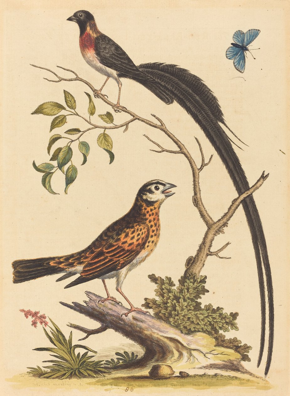 To fugler, en med veldig lange halefjær og blå sommerfugl, utgitt 1745. av George Edwards