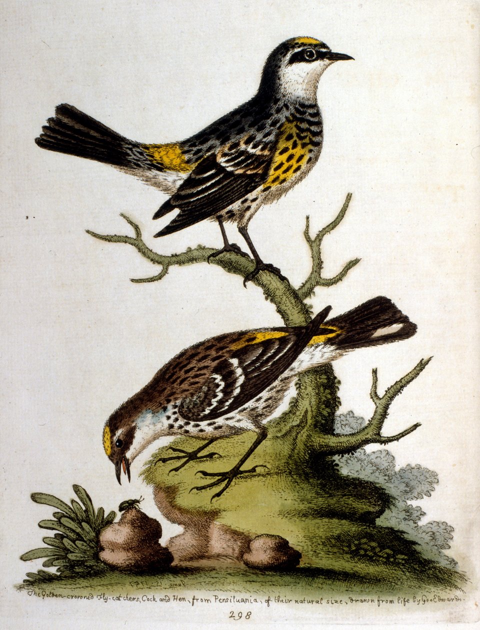 Akvarellillustrasjon fra en bok om sjeldne fugler av G Edwards 1750. George Edwards (1694–1773) var en britisk naturforsker og ornitolog. Han reiste mye gjennom Europa og studerte naturhistorie og spesielt fugler. Han fikk en viss anerkjennelse av George Edwards