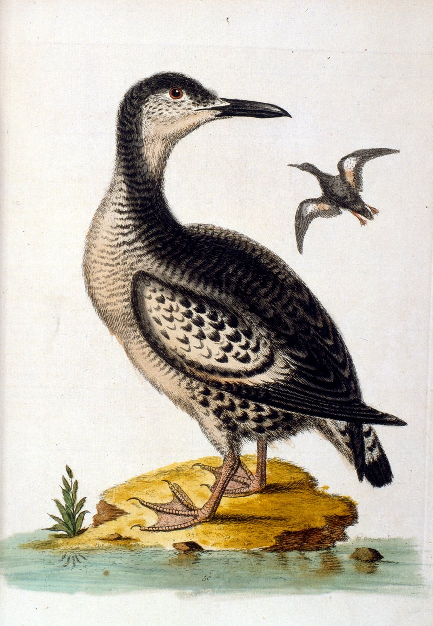 Akvarellillustrasjon fra en bok om sjeldne fugler av G Edwards 1750. George Edwards (1694–1773) var en britisk naturforsker og ornitolog. Han reiste mye gjennom Europa og studerte naturhistorie og spesielt fugler. Han fikk en viss anerkjennelse av George Edwards