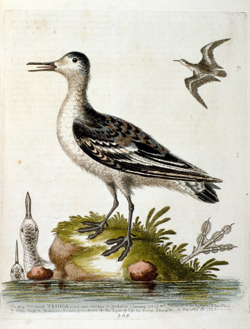 Akvarellillustrasjon fra en bok om sjeldne fugler av G Edwards 1750. George Edwards (1694–1773) var en britisk naturforsker og ornitolog. Han reiste mye gjennom Europa og studerte naturhistorie og spesielt fugler. Han fikk en viss anerkjennelse av George Edwards