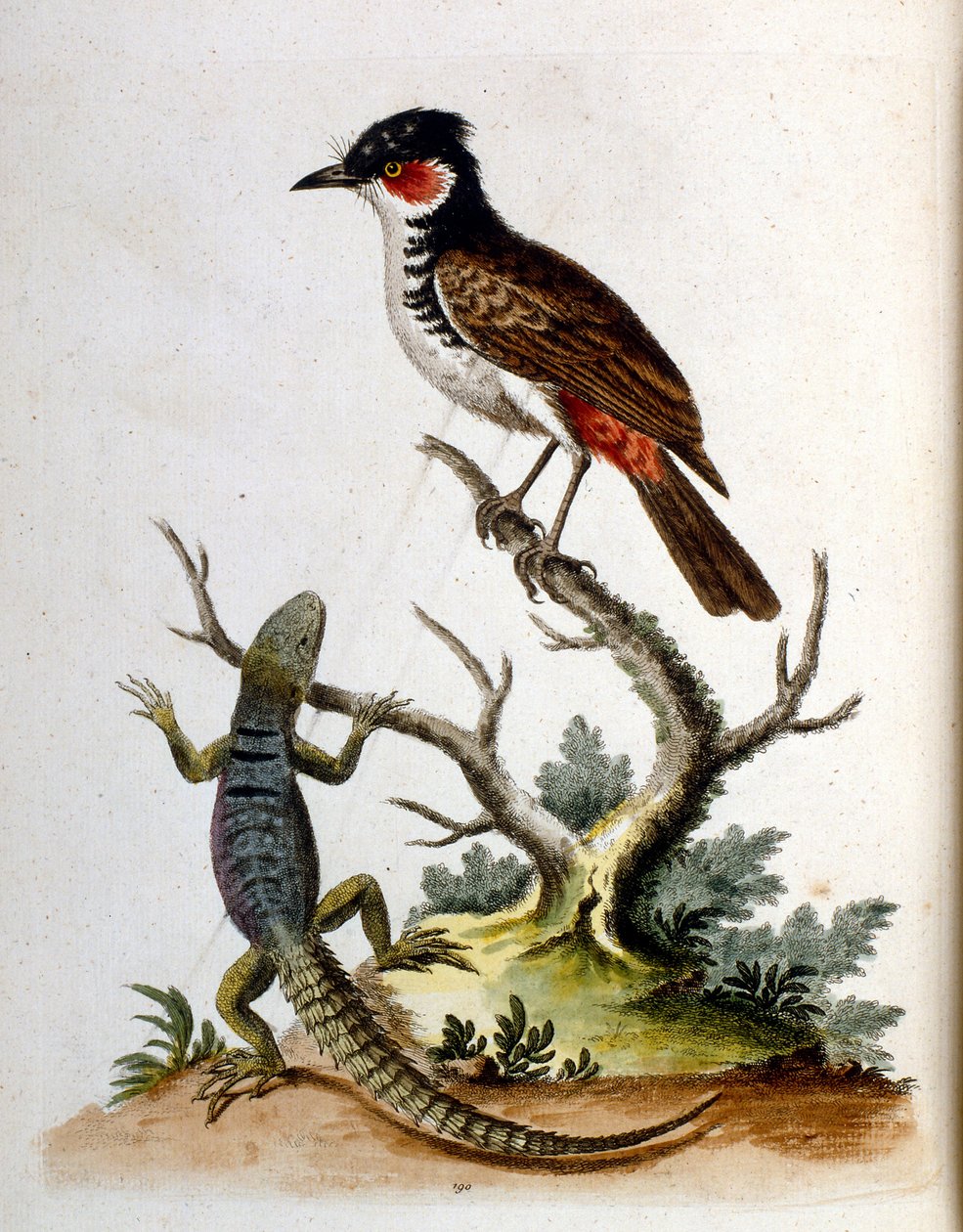 Akvarellillustrasjon fra en bok om sjeldne fugler av G Edwards 1750. George Edwards (1694–1773) var en britisk naturforsker og ornitolog. Han reiste mye gjennom Europa og studerte naturhistorie og spesielt fugler. Han fikk en viss anerkjennelse av George Edwards
