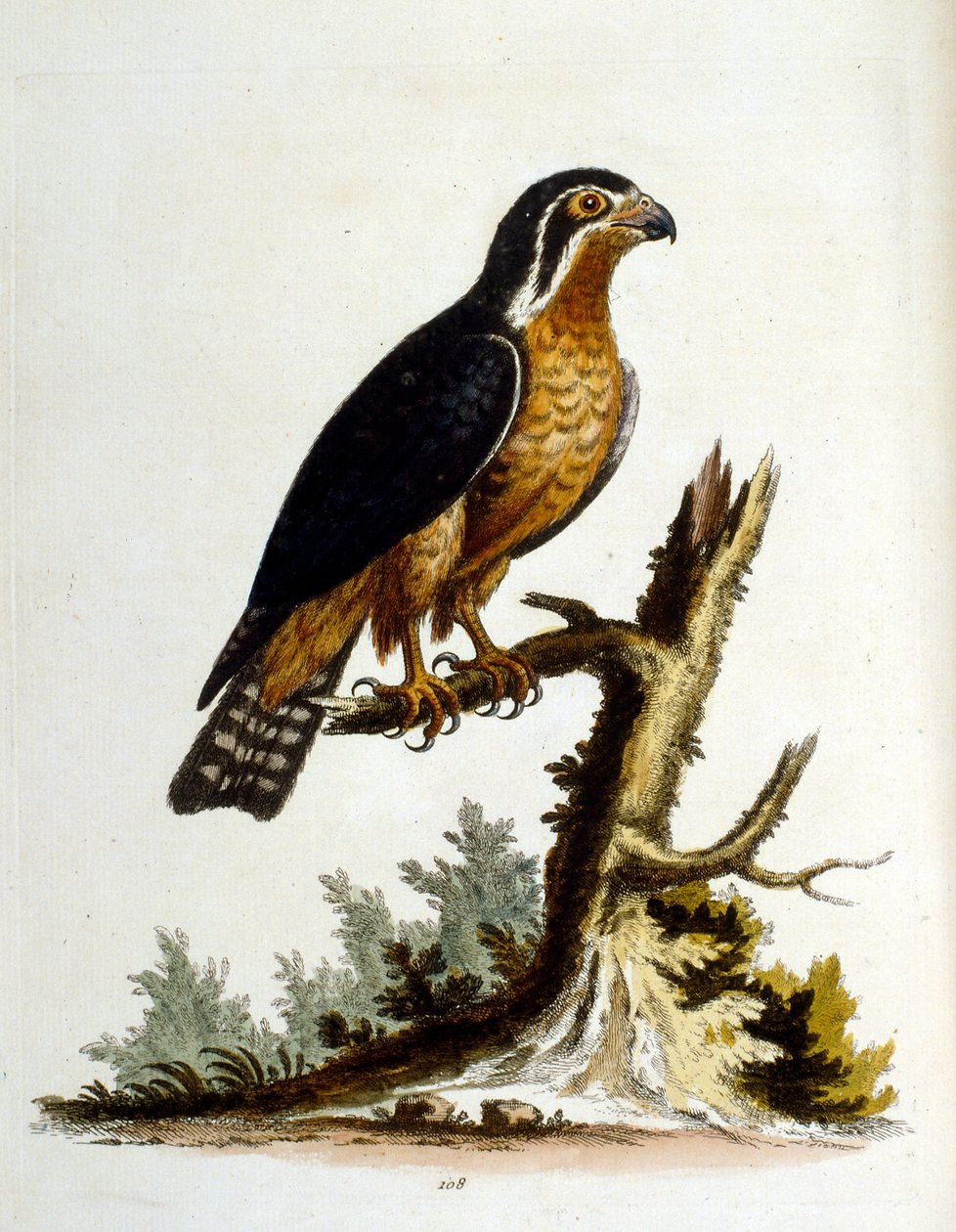 Akvarellillustrasjon fra en bok om sjeldne fugler av G Edwards 1750. George Edwards (1694–1773) var en britisk naturforsker og ornitolog. Han reiste mye gjennom Europa og studerte naturhistorie og spesielt fugler. Han fikk en viss anerkjennelse av George Edwards