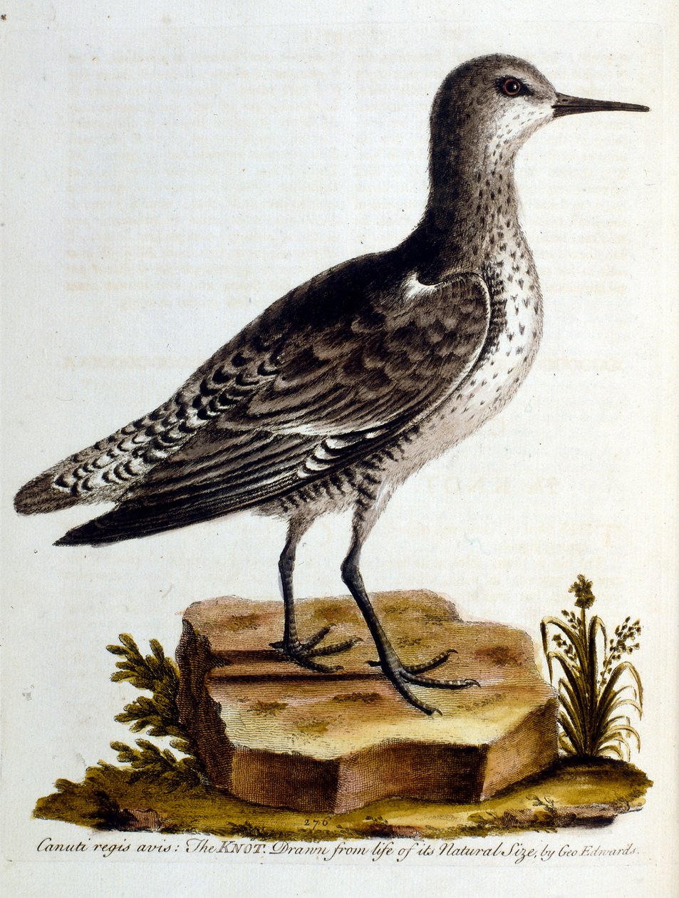 Akvarellillustrasjon fra en bok om sjeldne fugler av G Edwards 1750. George Edwards (1694–1773) var en britisk naturforsker og ornitolog. Han reiste mye gjennom Europa og studerte naturhistorie og spesielt fugler. Han fikk en viss anerkjennelse av George Edwards