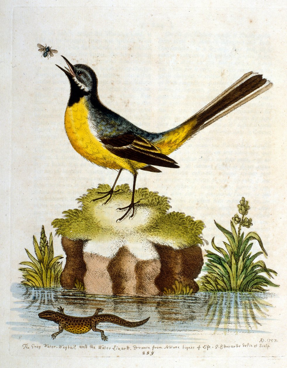 Akvarellillustrasjon fra en bok om sjeldne fugler av G Edwards 1750. George Edwards (1694–1773) var en britisk naturforsker og ornitolog. Han reiste mye gjennom Europa og studerte naturhistorie og spesielt fugler. Han fikk en viss anerkjennelse av George Edwards
