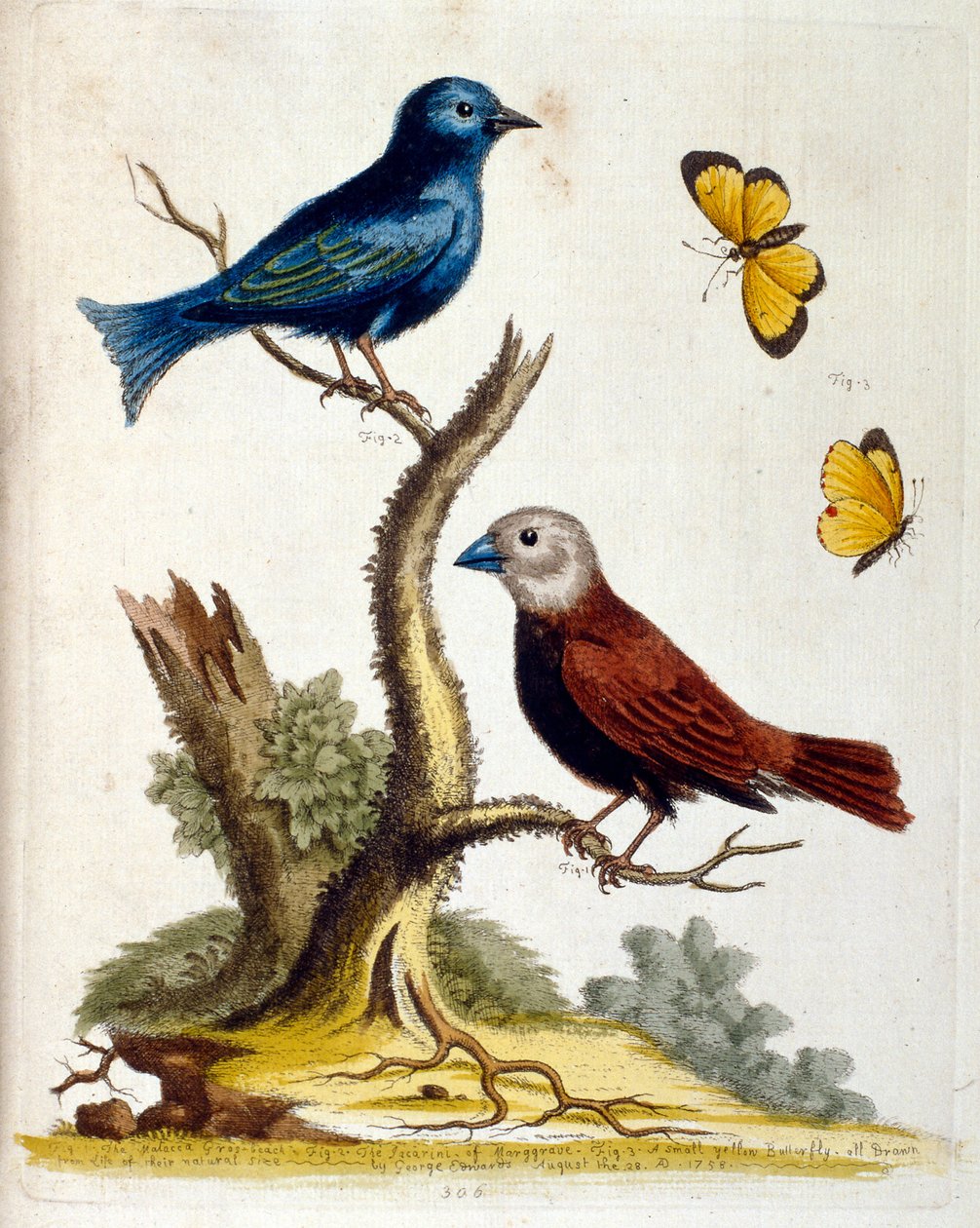 Akvarellillustrasjon fra en bok om sjeldne fugler av G Edwards 1750. George Edwards (1694–1773) var en britisk naturforsker og ornitolog. Han reiste mye gjennom Europa og studerte naturhistorie og spesielt fugler. Han fikk en viss anerkjennelse av George Edwards