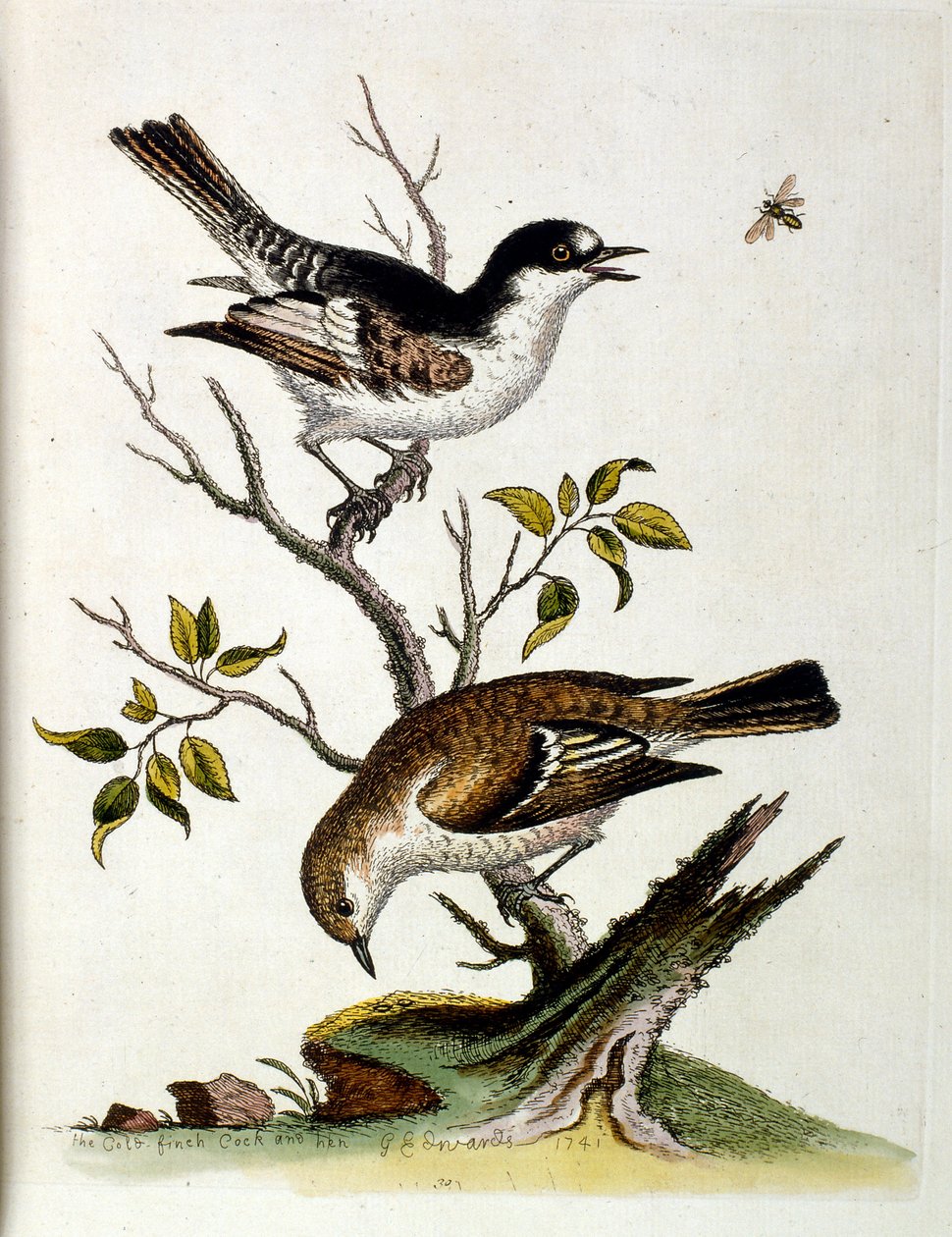 Akvarellillustrasjon fra en bok om sjeldne fugler av G Edwards 1750. George Edwards (1694–1773) var en britisk naturforsker og ornitolog. Han reiste mye gjennom Europa og studerte naturhistorie og spesielt fugler. Han fikk en viss anerkjennelse av George Edwards