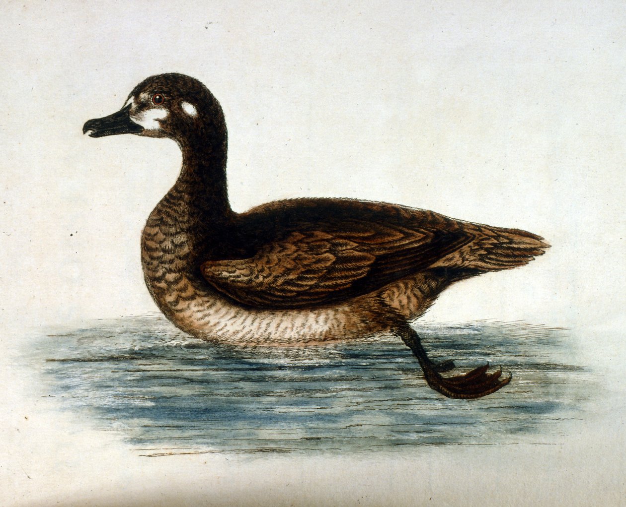 Akvarellillustrasjon fra en bok om sjeldne fugler av G Edwards 1750. George Edwards (1694–1773) var en britisk naturforsker og ornitolog. Han reiste mye gjennom Europa og studerte naturhistorie og spesielt fugler. Han fikk en viss anerkjennelse av George Edwards