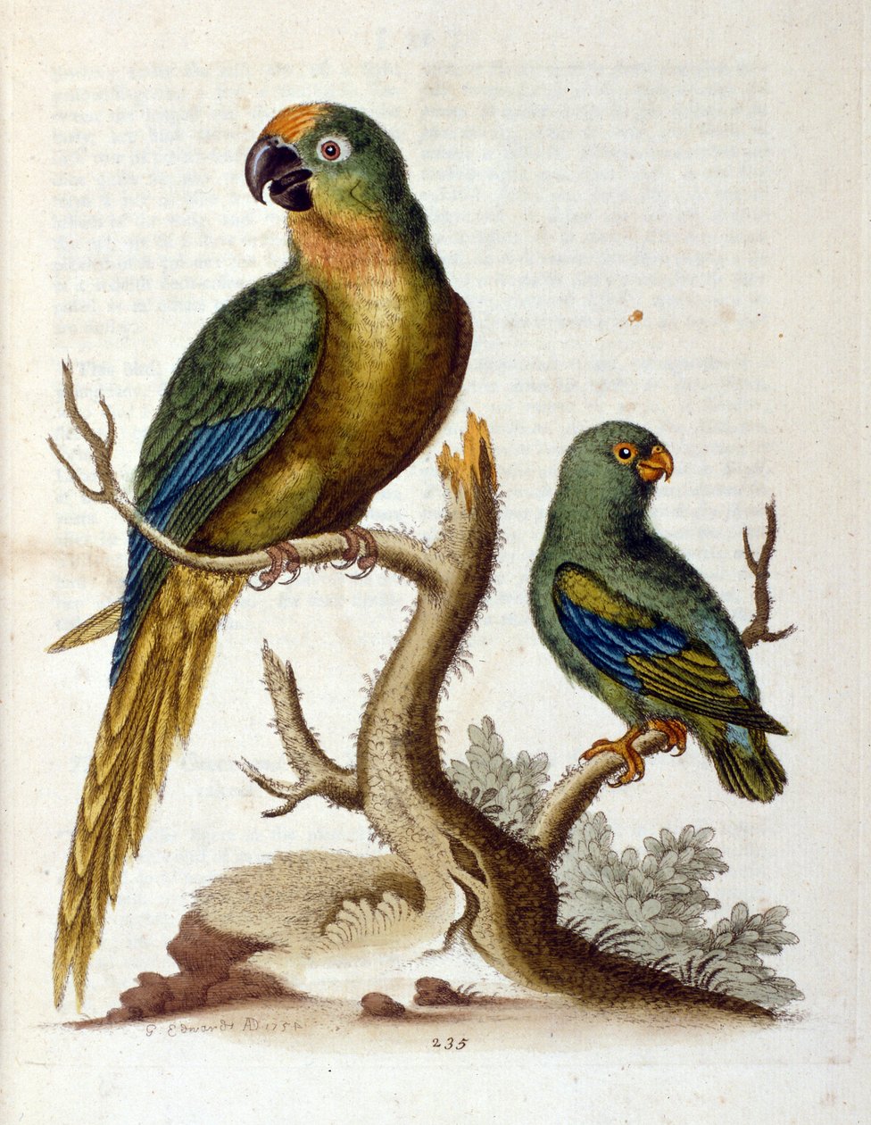 Akvarellillustrasjon fra en bok om sjeldne fugler av G Edwards 1750. George Edwards (1694–1773) var en britisk naturforsker og ornitolog. Han reiste mye gjennom Europa og studerte naturhistorie og spesielt fugler. Han fikk en viss anerkjennelse av George Edwards