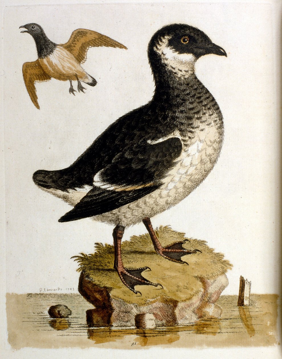 Akvarellillustrasjon fra en bok om sjeldne fugler av G Edwards 1750. George Edwards (1694–1773) var en britisk naturforsker og ornitolog. Han reiste mye gjennom Europa og studerte naturhistorie og spesielt fugler. Han fikk en viss anerkjennelse av George Edwards