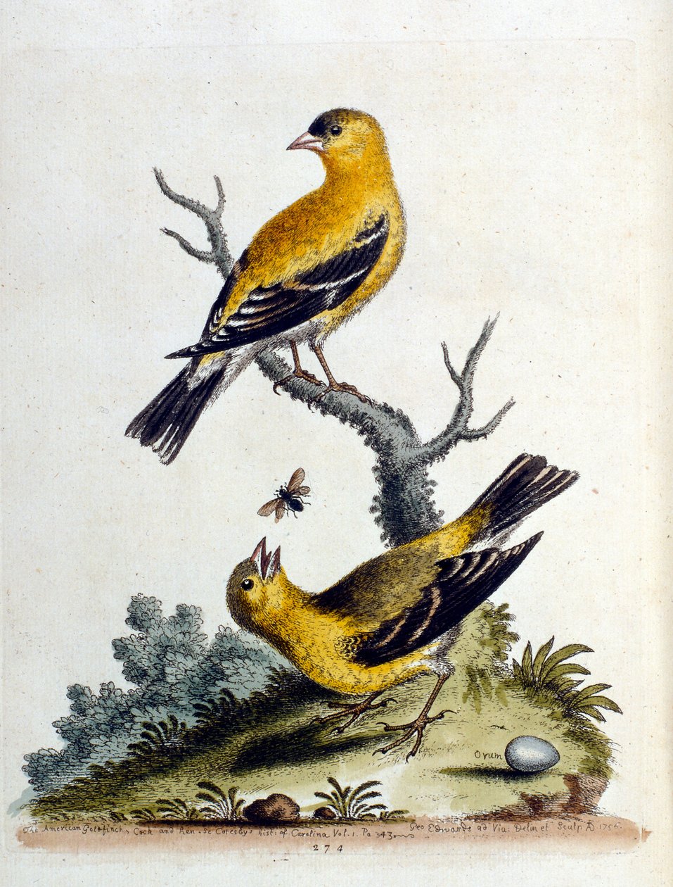 Akvarellillustrasjon fra en bok om sjeldne fugler av G Edwards 1750. George Edwards (1694–1773) var en britisk naturforsker og ornitolog. Han reiste mye gjennom Europa og studerte naturhistorie og spesielt fugler. Han fikk en viss anerkjennelse av George Edwards