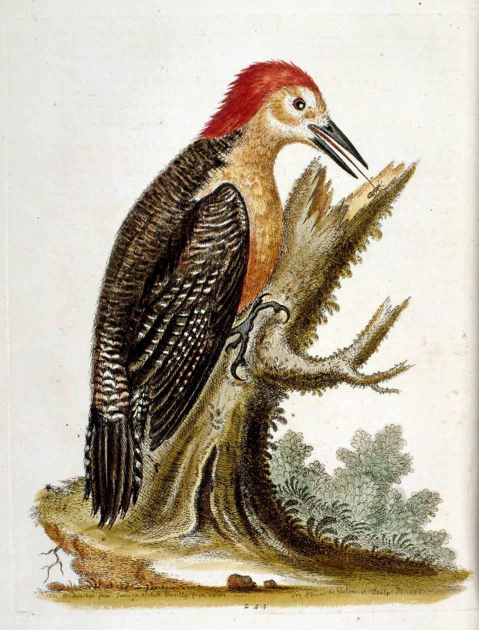 Akvarellillustrasjon fra en bok om sjeldne fugler av G Edwards 1750. George Edwards (1694–1773) var en britisk naturforsker og ornitolog. Han reiste mye gjennom Europa og studerte naturhistorie og spesielt fugler. Han fikk en viss anerkjennelse av George Edwards