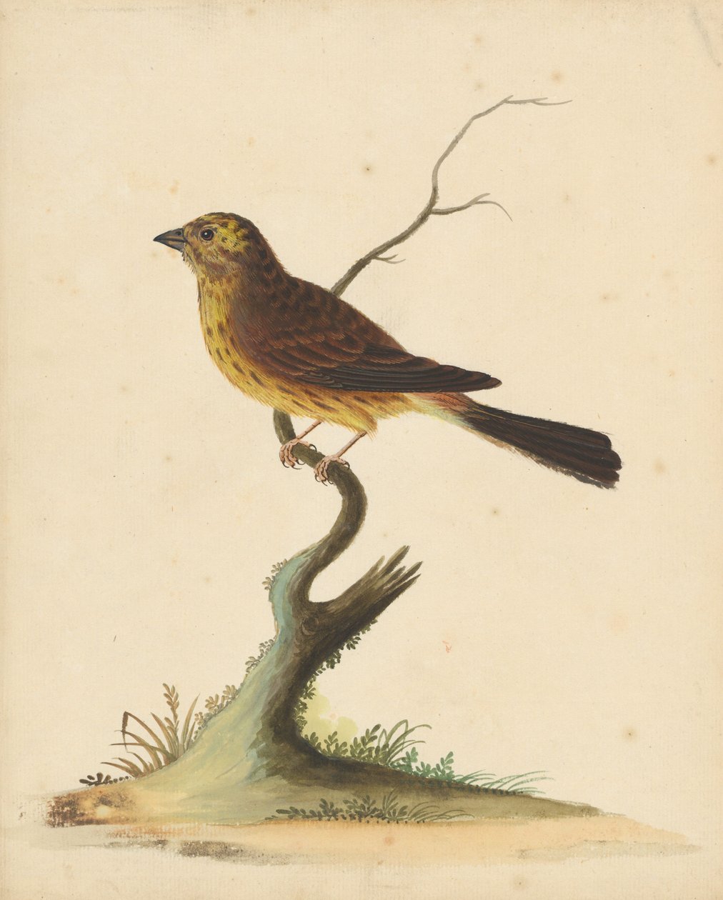 Gulspurv av George Edwards