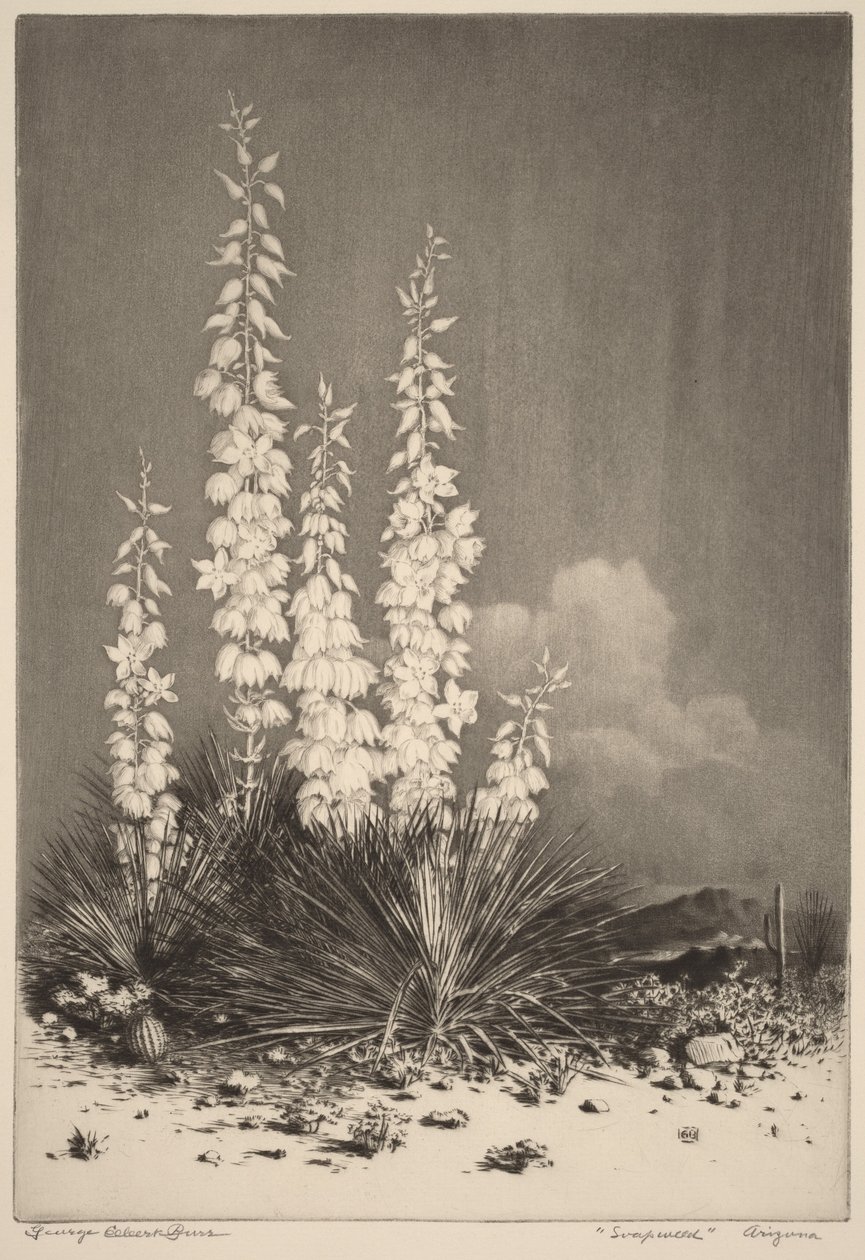 Såpeurt, Arizona (nr. 2) av George Elbert Burr