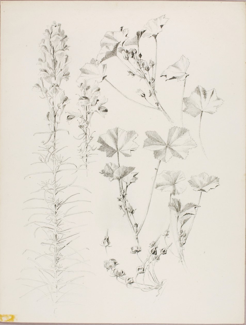  av George Elbert Burr