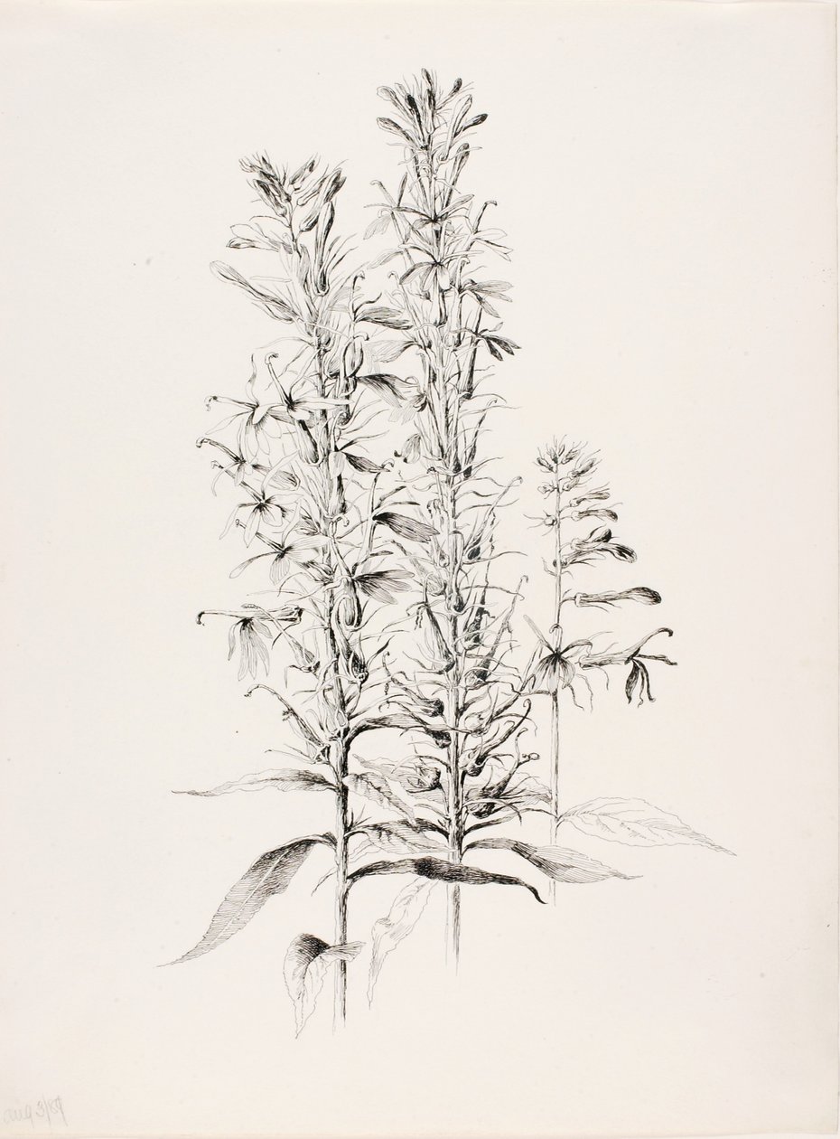  av George Elbert Burr