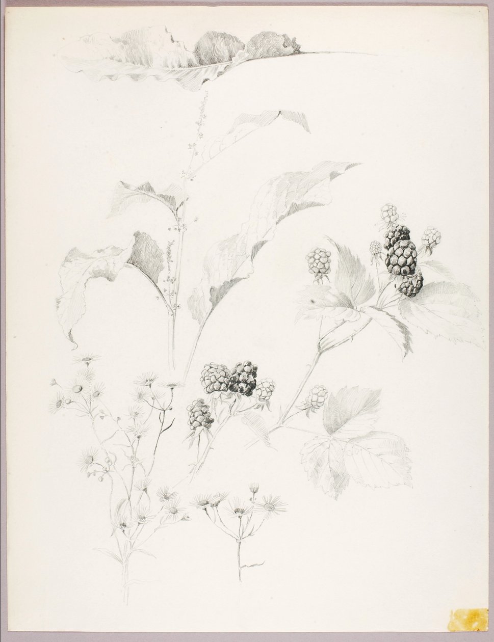  av George Elbert Burr