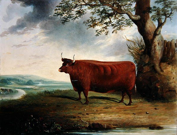 Portrett av en brun ku av George Fenn