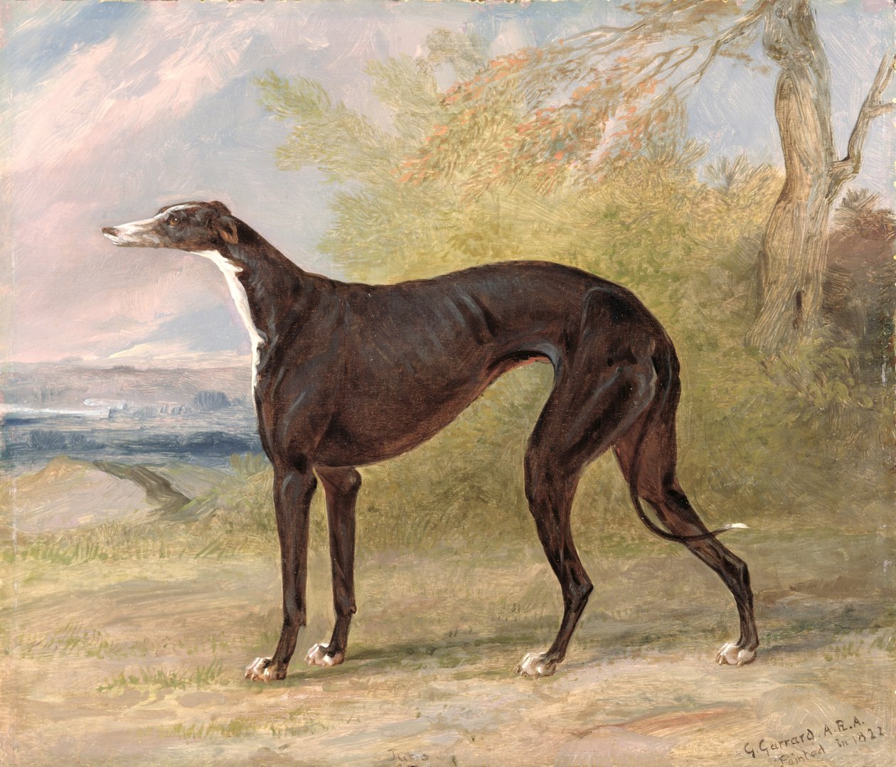 En av George Lane Fox sine vinnende greyhounds: Black and White Greyhound Bitch, Juno, også kjent som Elizabeth av George Garrard