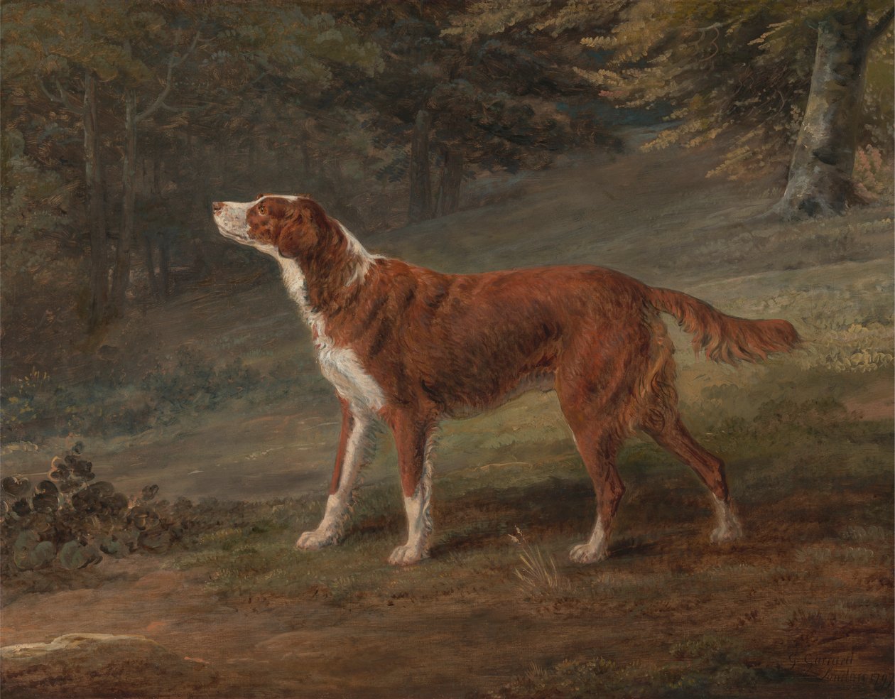 Ranger, en setter, eiendommen til Elizabeth Gray av George Garrard