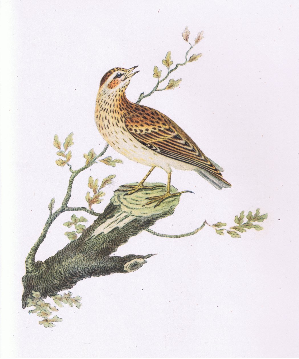 Woodlark, Nature in Britain utgitt av Collins av George Graves