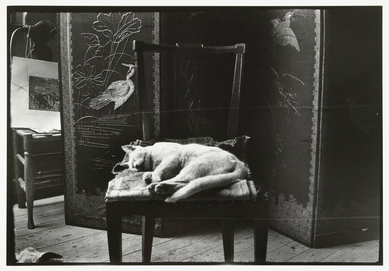 Kat op een stoel in Breitner