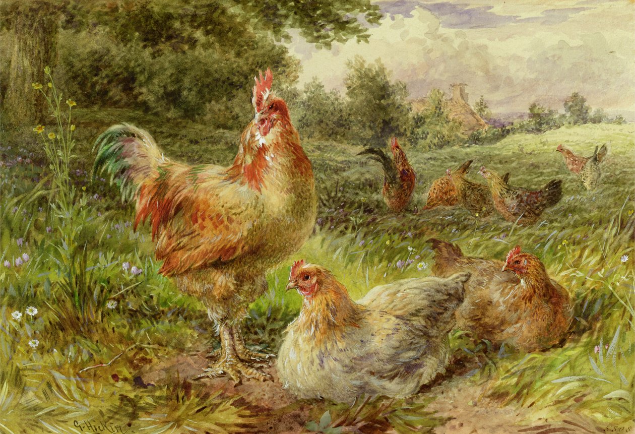 Cochin China Fowls av George Hickin