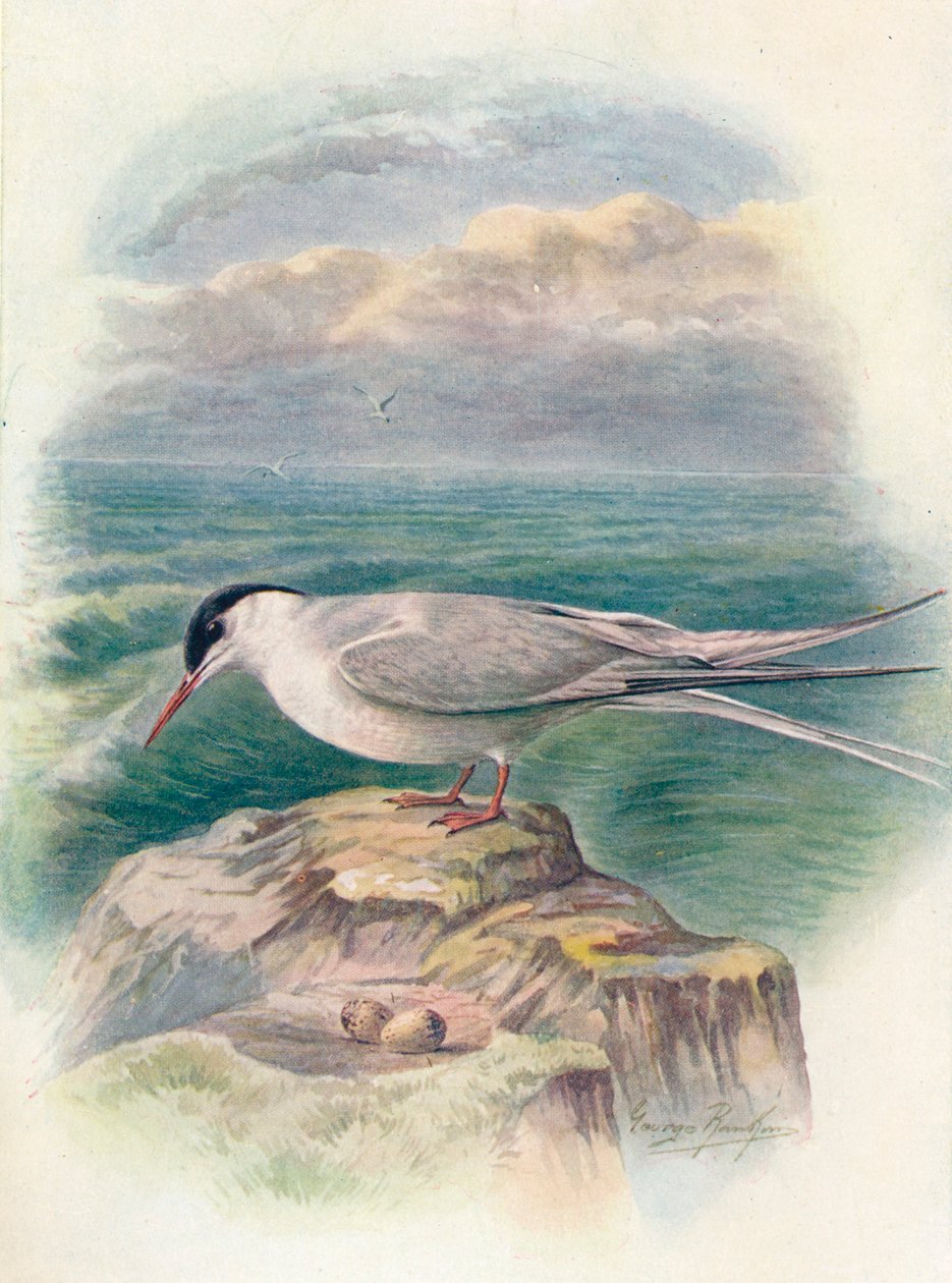 Polartern - Sterna macrura, c1910, 1910 av George James Rankin