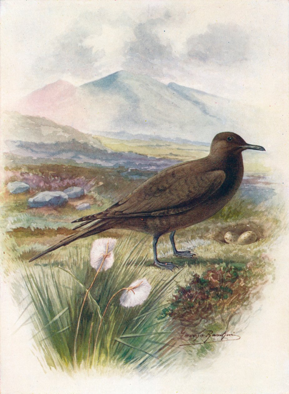 Arctic eller Richardsons Skua - Stercorarius crepidalus, c1910, 1910 av George James Rankin