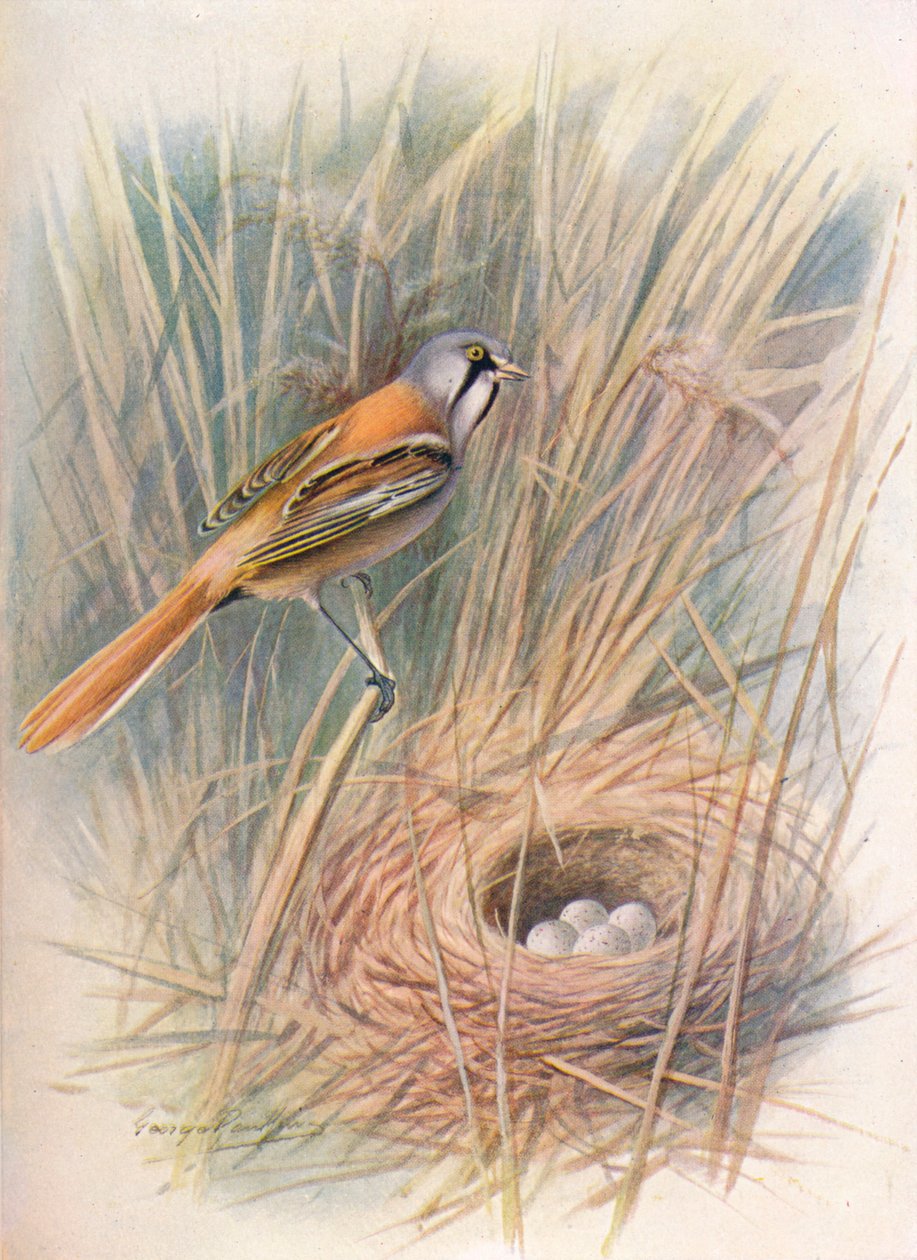 Skjeggmeis eller haspel - Panurus biarmicus, c1910, 1910 av George James Rankin