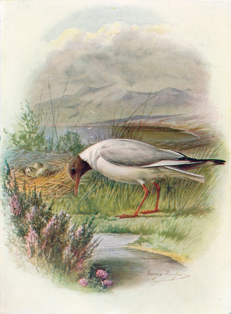 Svarthodemåke - Larus ridibundus, c1910, 1910 av George James Rankin