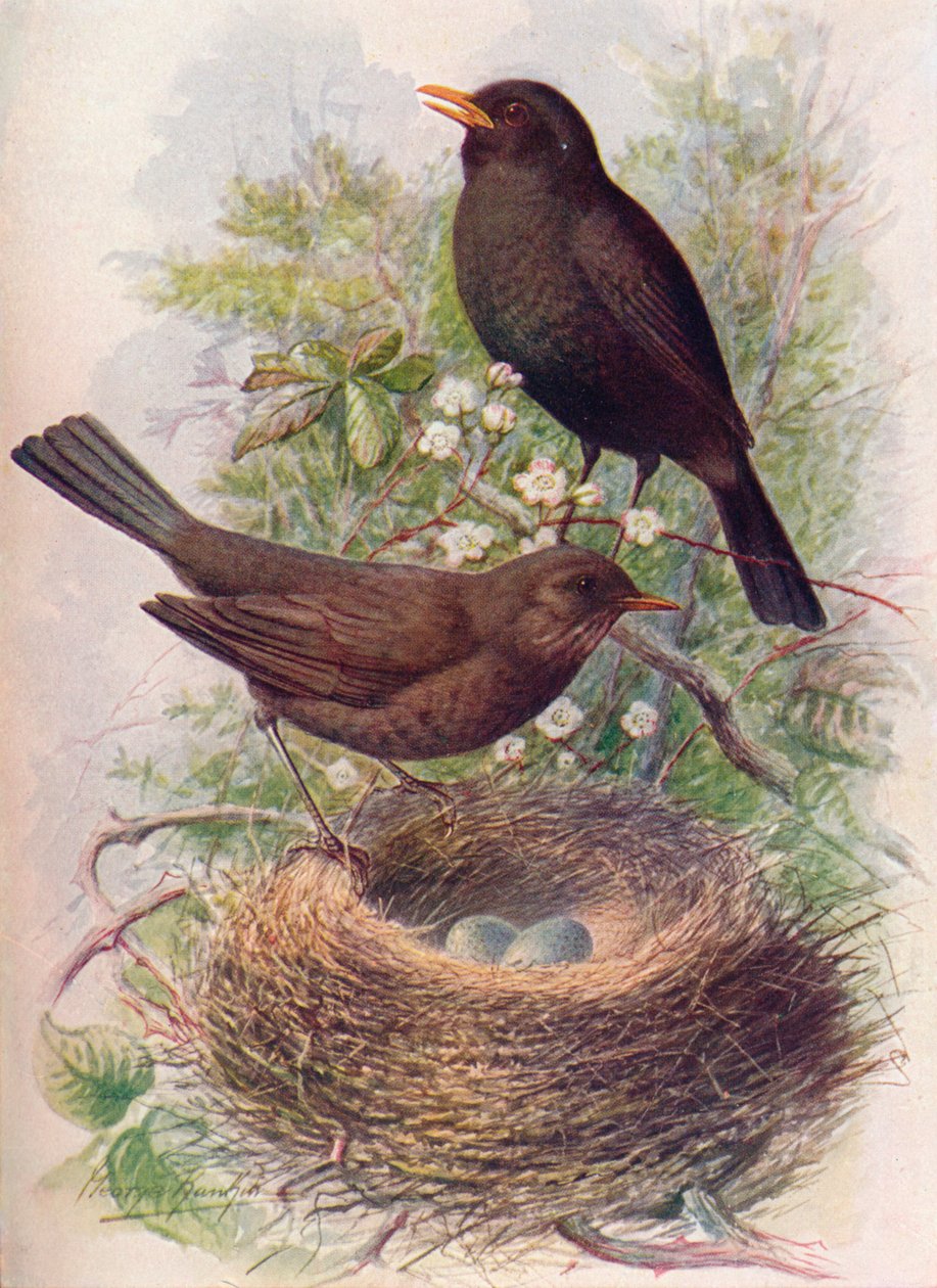 Svarttrost - Turdus merula, c1910, 1910 av George James Rankin