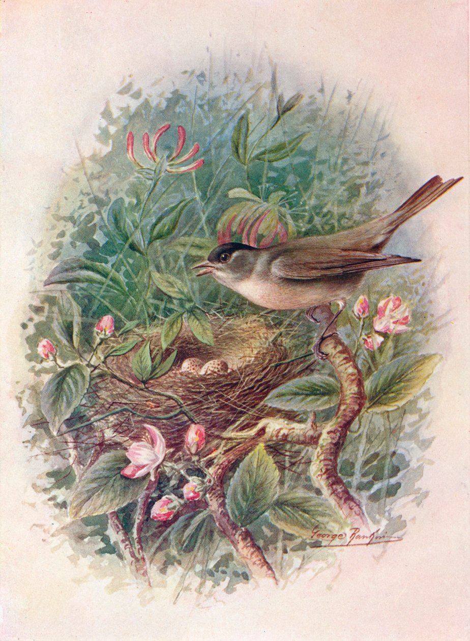 Svarthette - Sylvia atricapilla, c1910, 1910 av George James Rankin