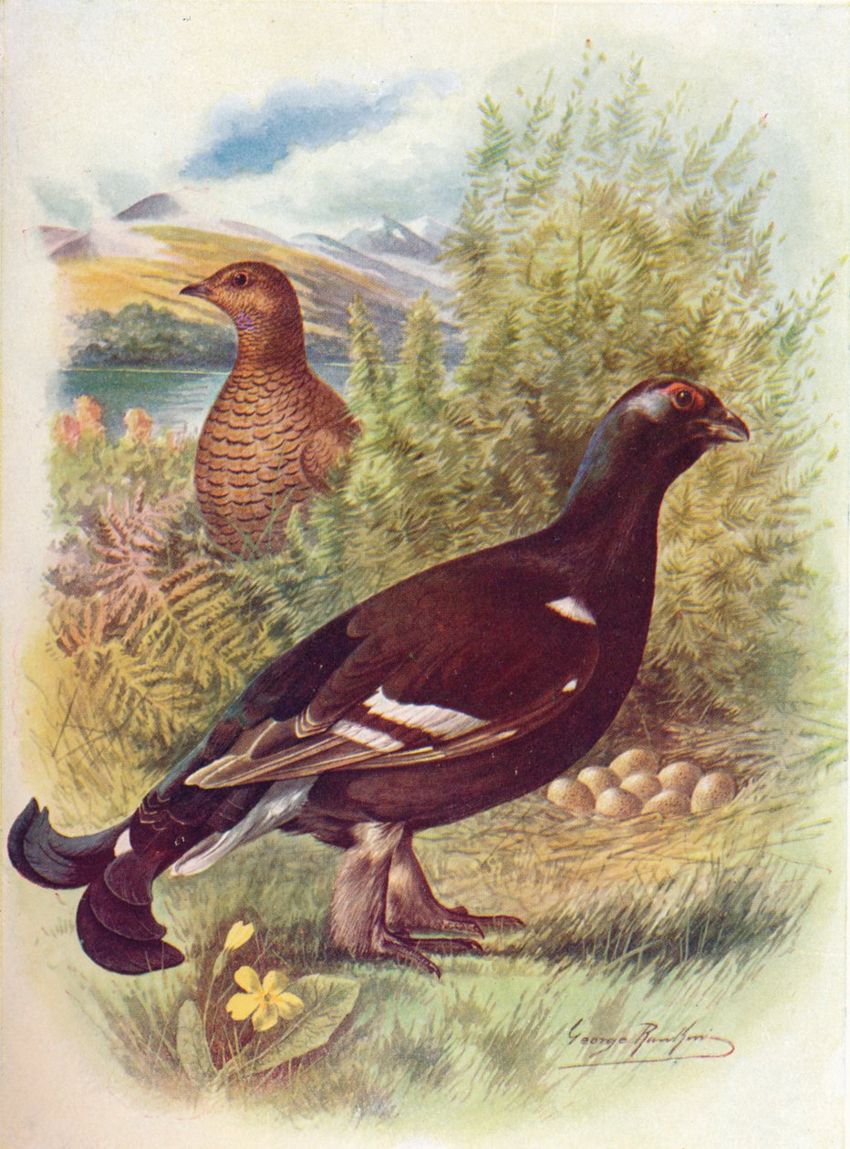 Blackcock eller Black-Rouse - Tetrao tetrix, c1910, 1910 av George James Rankin