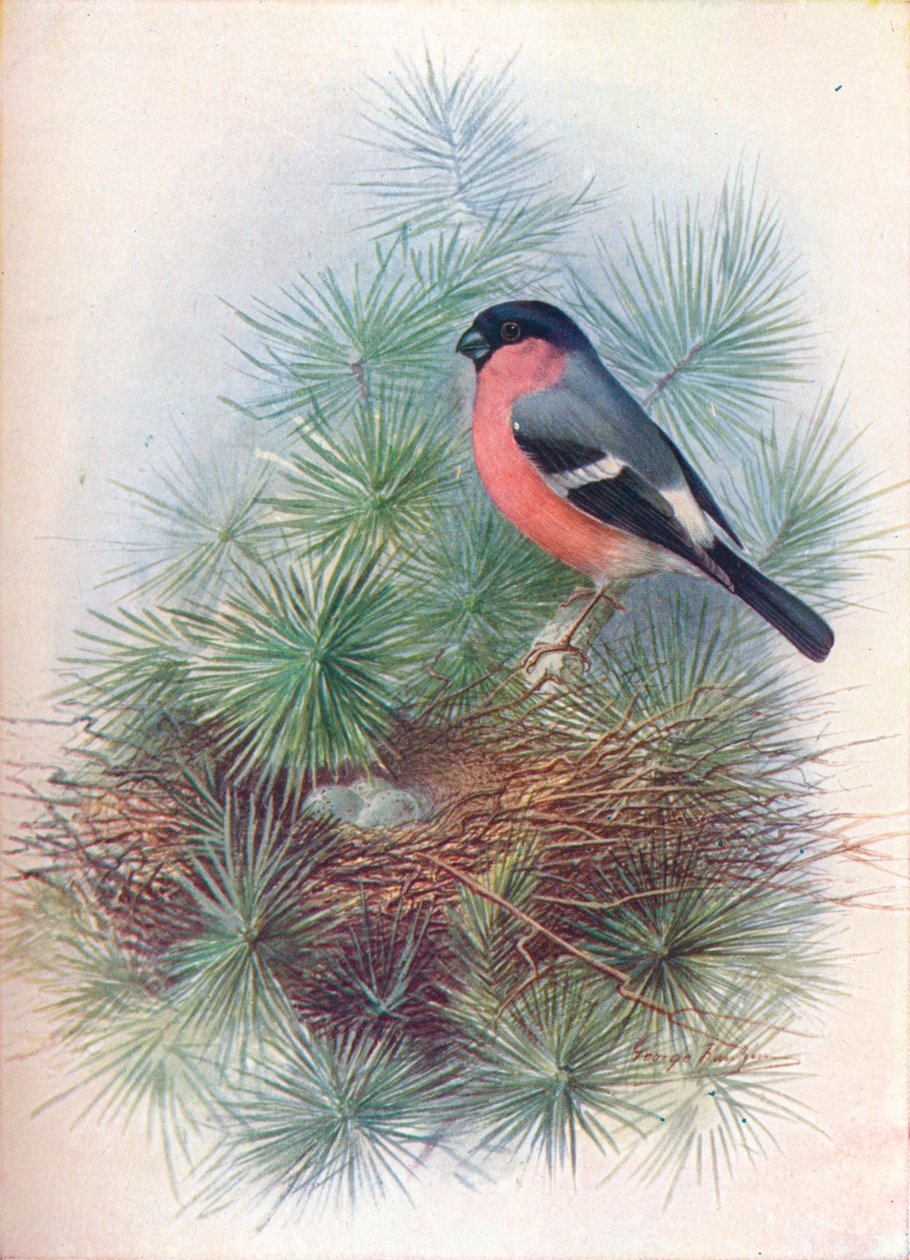 Bullfinch - Pyrrhua europaea, c1910, 1910 av George James Rankin