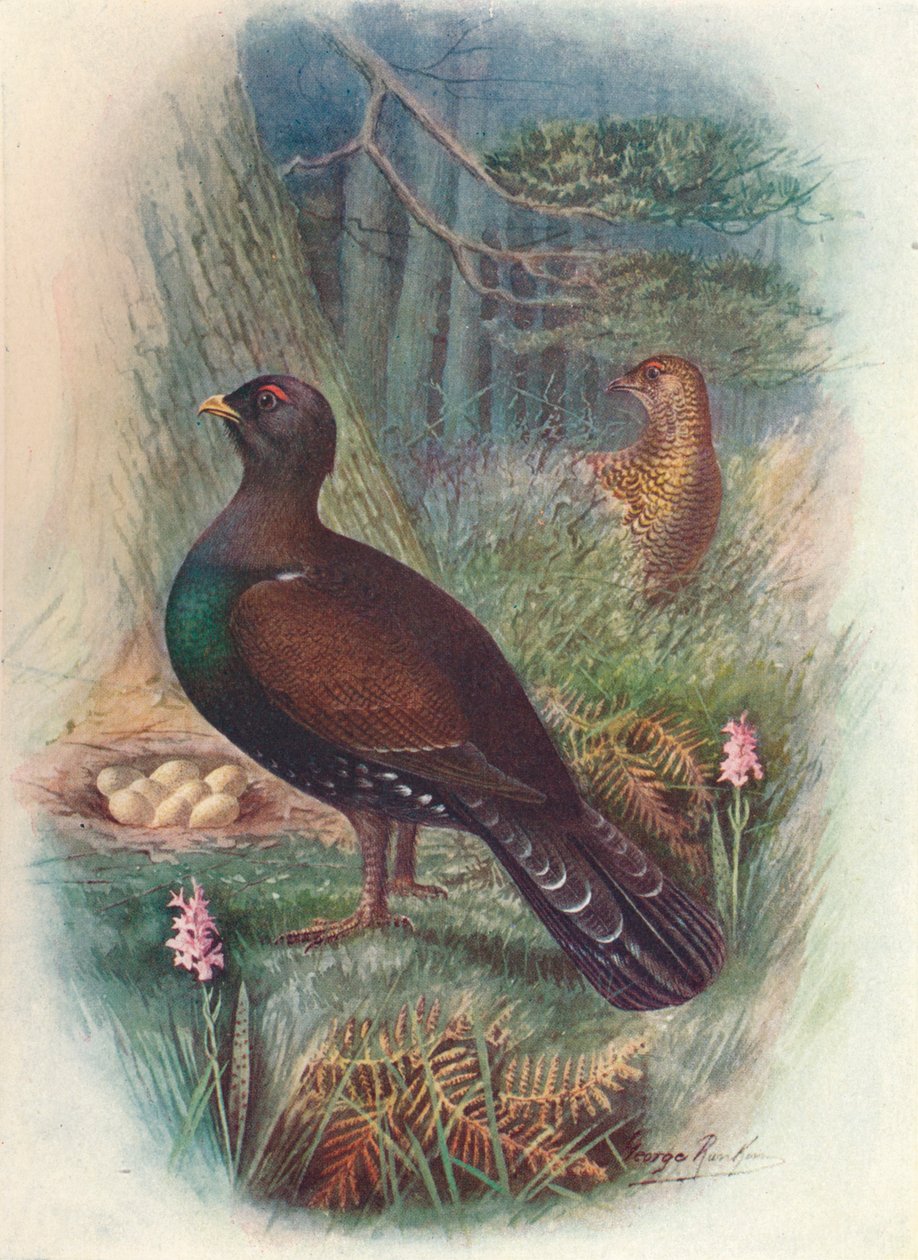 Capercaillie, c1910, 1910 av George James Rankin