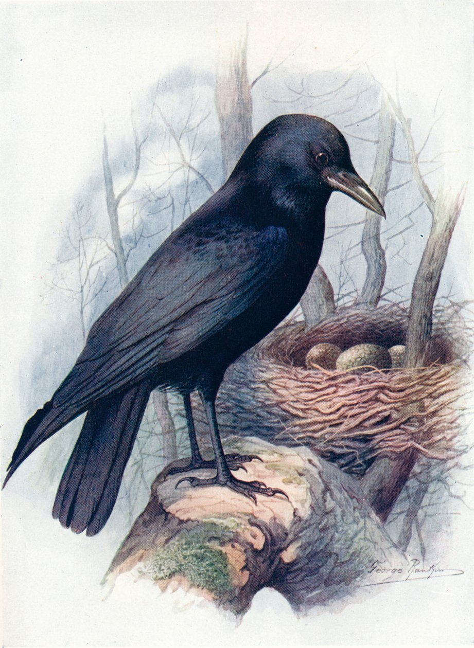 Carrion-Crow - Corvus corone, c1910, 1910 av George James Rankin