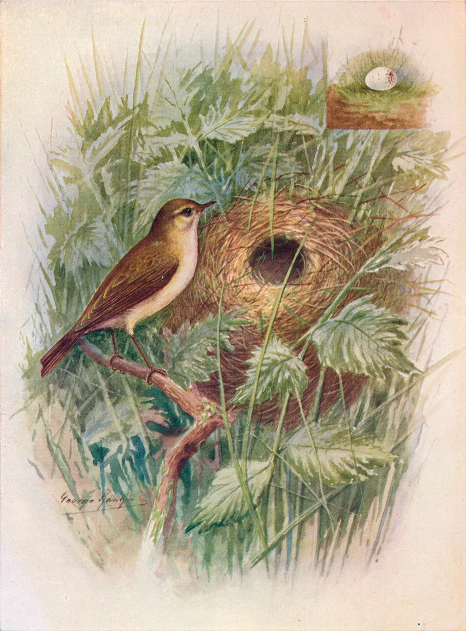 Chiff-Chaff - Phylloscopus rufus, c1910, 1910 av George James Rankin
