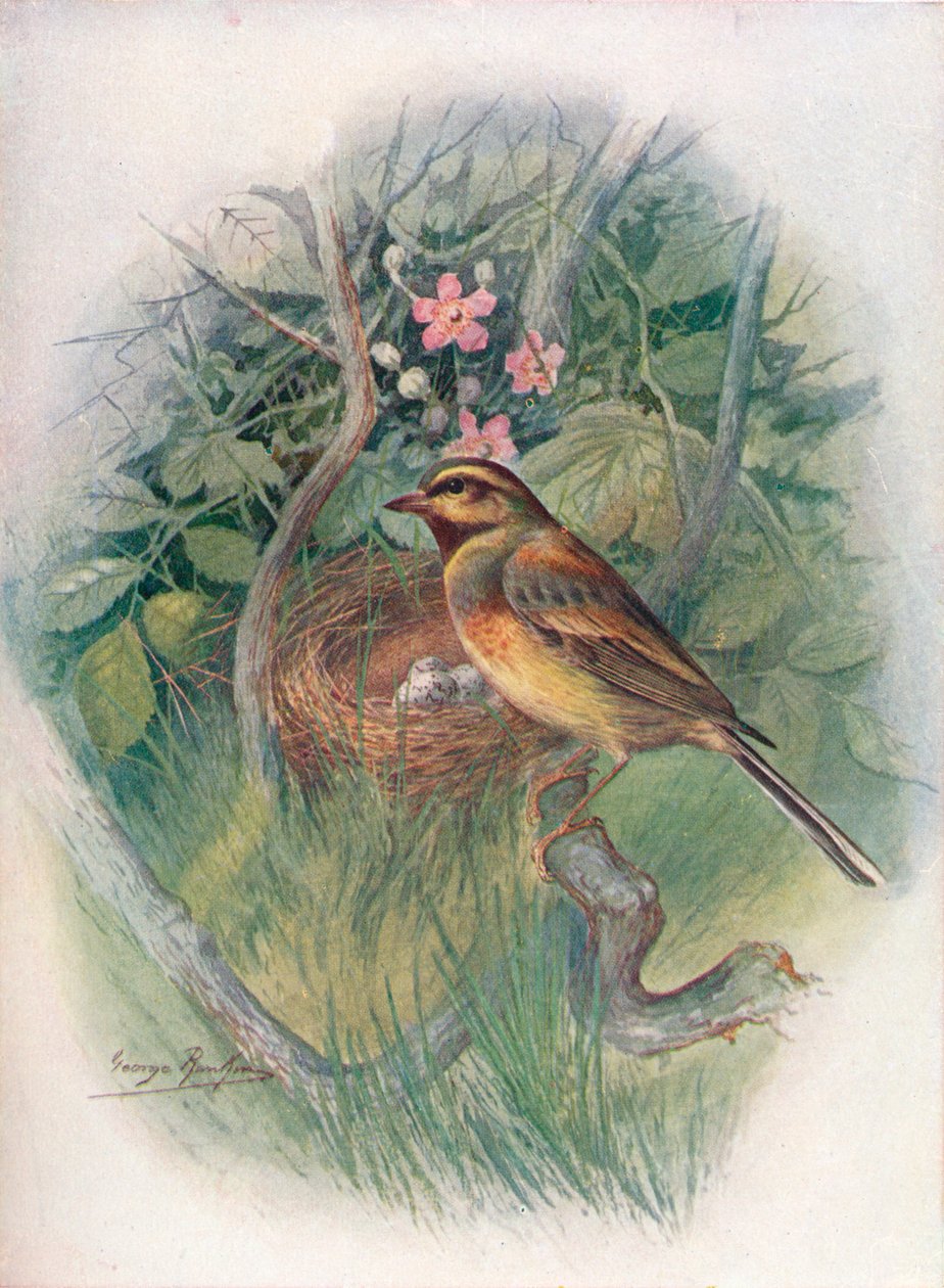 Cirl-Bunting - Emberiza cirlus, c1910, 1910 av George James Rankin