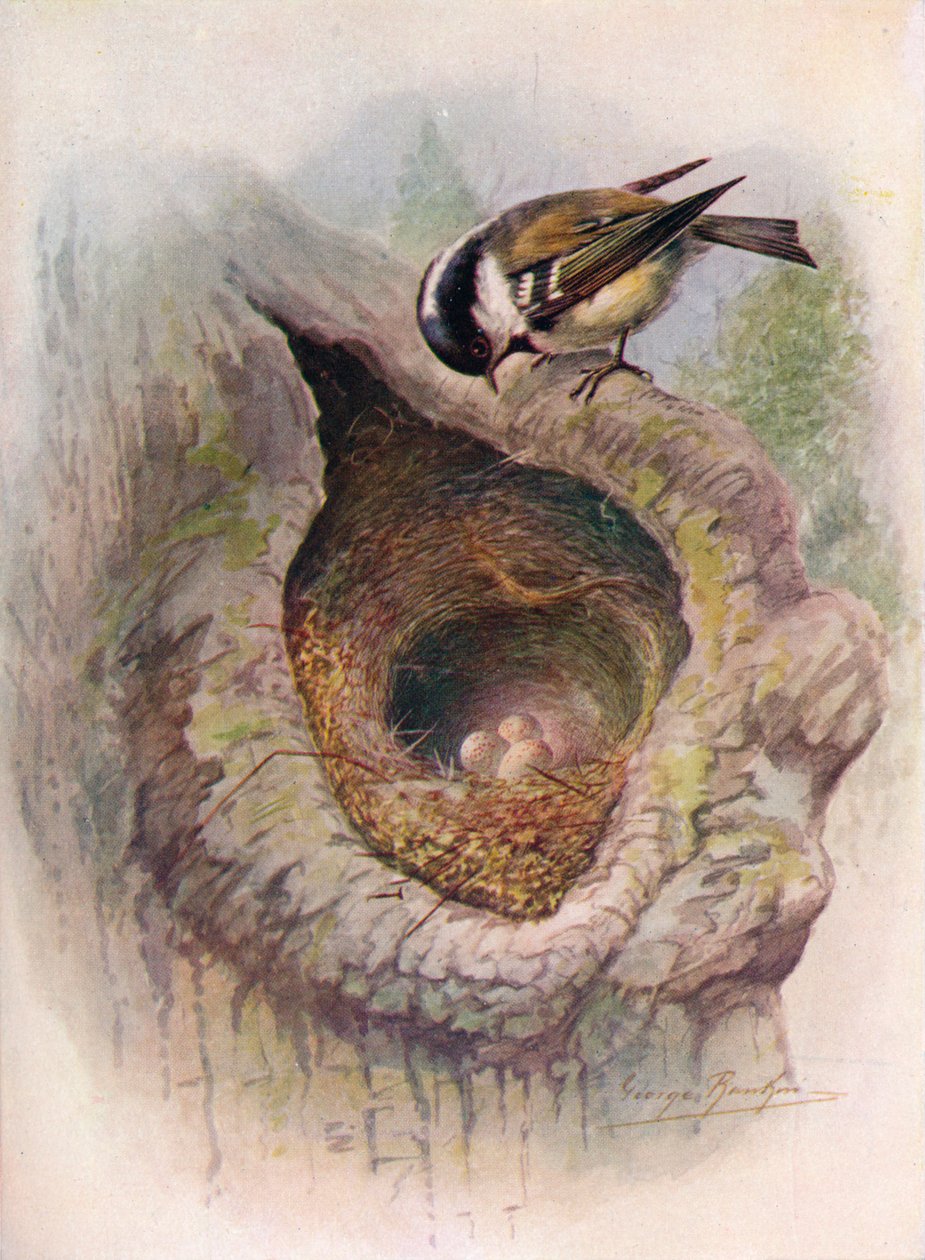 Coal-Tit - Parus ater, c1910, 1910 av George James Rankin